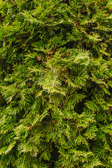 Background, texture of a green, evergreen tree, thuja bush. Photo of spring nature.