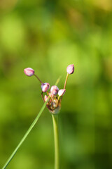 Closeup of nodding onion flower with vivid green blurred background