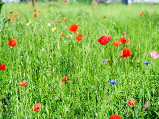 red poppies and other field flowers on meadow