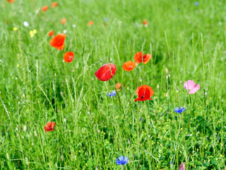 red poppies and other field flowers on meadow