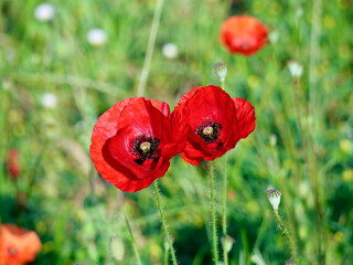 red poppy and other field flowers