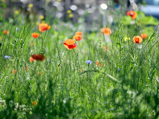 red poppies and other field flowers on meadow