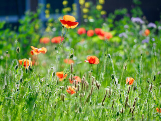 red poppies and other field flowers on meadow