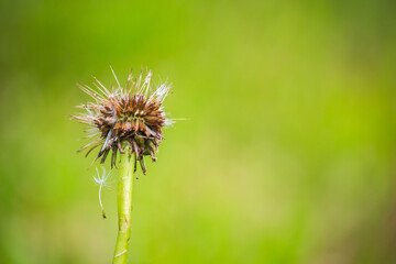 Dandelion after summer storm