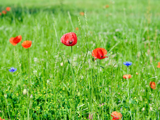 red poppies and other field flowers on meadow
