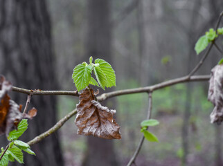 new green leaves next to old dry leaves in the forest, blurred background
