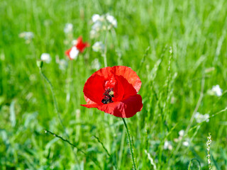 red poppy and other field flowers