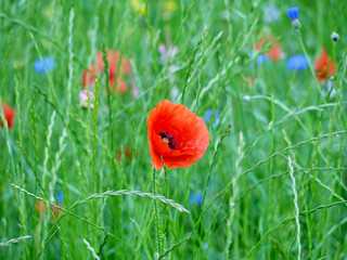 red poppy and other field flowers