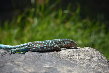 Amazing Capture of a Spotted Blue Lizard