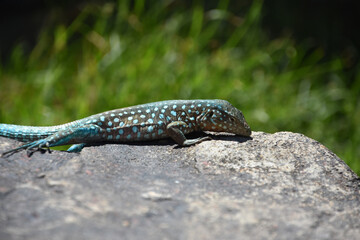 Stunning Close Up Look at a Blue Spotted Lizard
