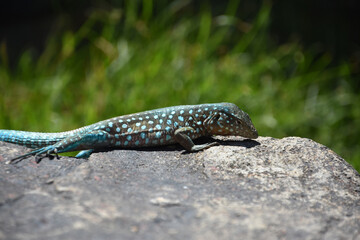 Close Up Look at a Spotted Blue Lizard