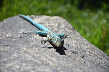 Blue Spotted Lizard Poised on a Rock