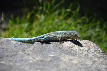 Spotted Blue Lizard on a Rock in Aruba
