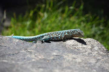Stunning Up Close Look at a Spotted Blue Lizard