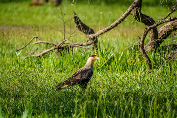 Carcará (South American Bird of Prey)