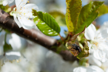 Close-up black fly on a green cherry leaf