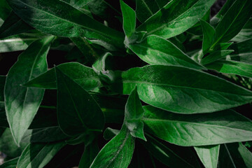 Obraz premium Green background of leaves in dark oblong colors.