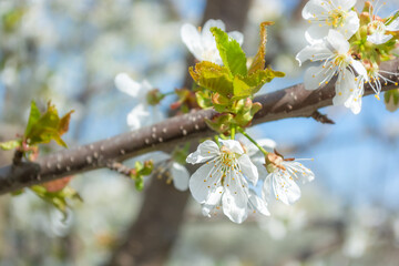 Sweet cherry blossom. Bleached flowers. Spring in the garden.