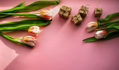 Tulip flowers on a pink background along with a gift box with free space for your inscription. View from above. Holiday concept.