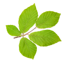 Beech branch with leaves