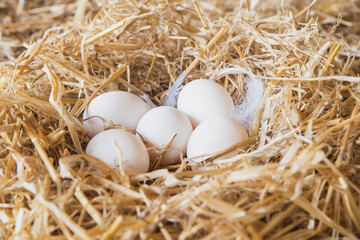 Chicken eggs in a straw nest in a barn