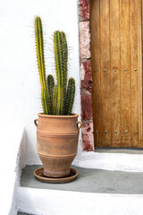 Cactus near the door in Greece