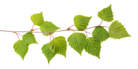 Birch branch with leaves - 503558396