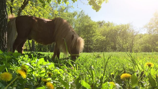 Brown pony grazes on a green meadow with dandelions on a sunny spring day. Side view. Low angle shot