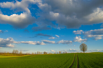 Wiosna © Krzysiek Cegiełka