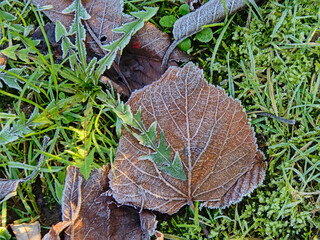 Frozen dark brown beech leafs laying in the grass on a cold winter morning 