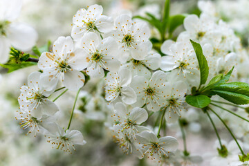 abundant white flowers on a fruit tree pear