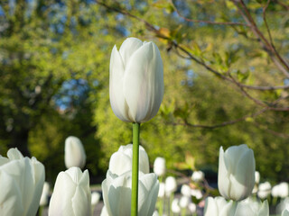 Biały tulipan na tle drzew - obrazy, fototapety, plakaty