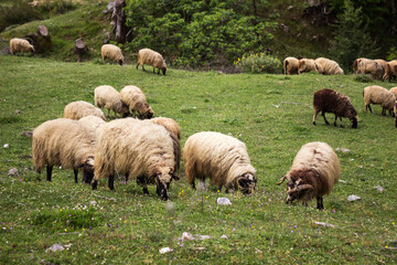 Fototapeta premium A flock of sheep graze on the slopes of the mountains in Albania
