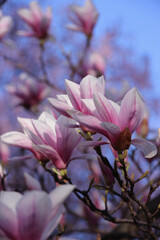 Magnolia branch in sunlight. Spring magnolia blossom. Spring pink flowers background. 