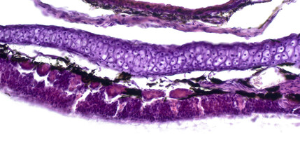 Olfactory mucosa with olfactory glands (Bowman's glands). Hematoxylin and Eosin Staining (H&E stain). 
