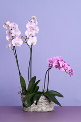 Pot with beautiful orchids