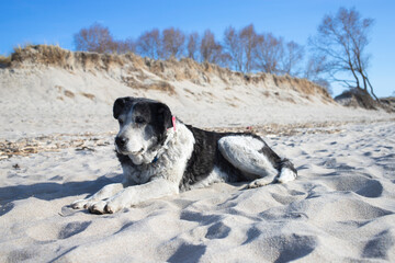 Naklejka premium Cute lonely dog lies on the beach near the ocean. Homeless dog is resting on the sand.