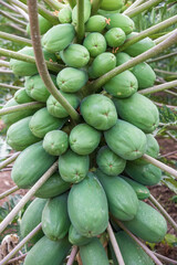 Frutos de papaya en un árbol 