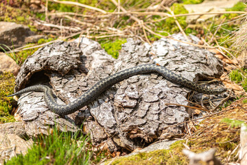 Portrait of a male european crossed viper in early spring,  vipera berus