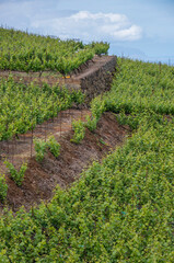 Fototapeta na wymiar Plantaciones de uvas en terrazas en el norte de Tenerife, Canarias