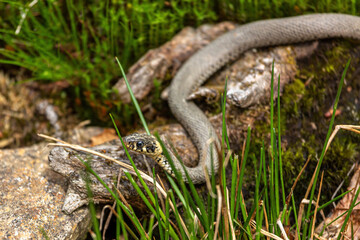 Portrait of a common grass snake outdoors, natrix natrix