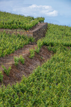 Plantaciones de uvas en terrazas en el norte de Tenerife, Canarias