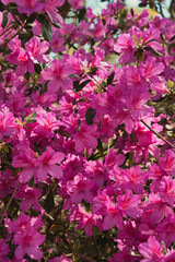 pink flowers in the garden