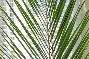 Tropical palm leaf, nature background