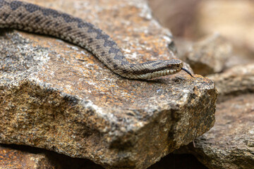  Portrait of a female european crossed viper in early spring, vipera berus