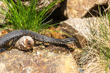 Portrait of a male european crossed viper in early spring,  vipera berus