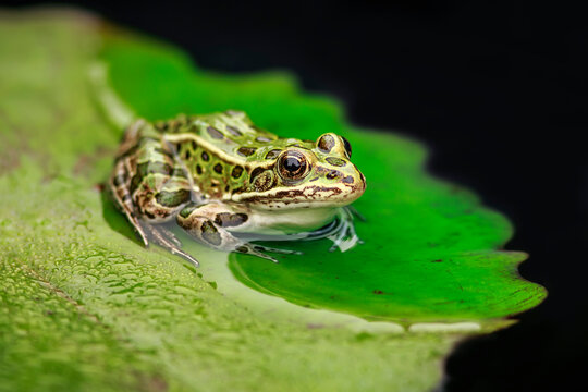 Northern Leopard Frog (Lithobates pipiens) on a LillyPad,  Manitoba, Canada.