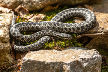 Portrait of a male european crossed viper in early spring,  vipera berus