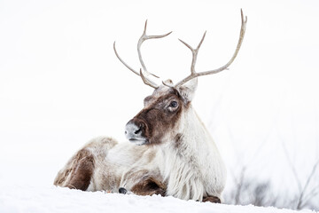 Boreal Woodland Caribou also known as Reindeer (Europe), Manitoba, Canada.