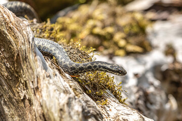 Portrait of a male european crossed viper in early spring,  vipera berus